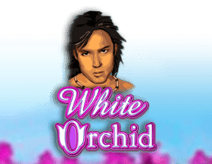 White Orchid